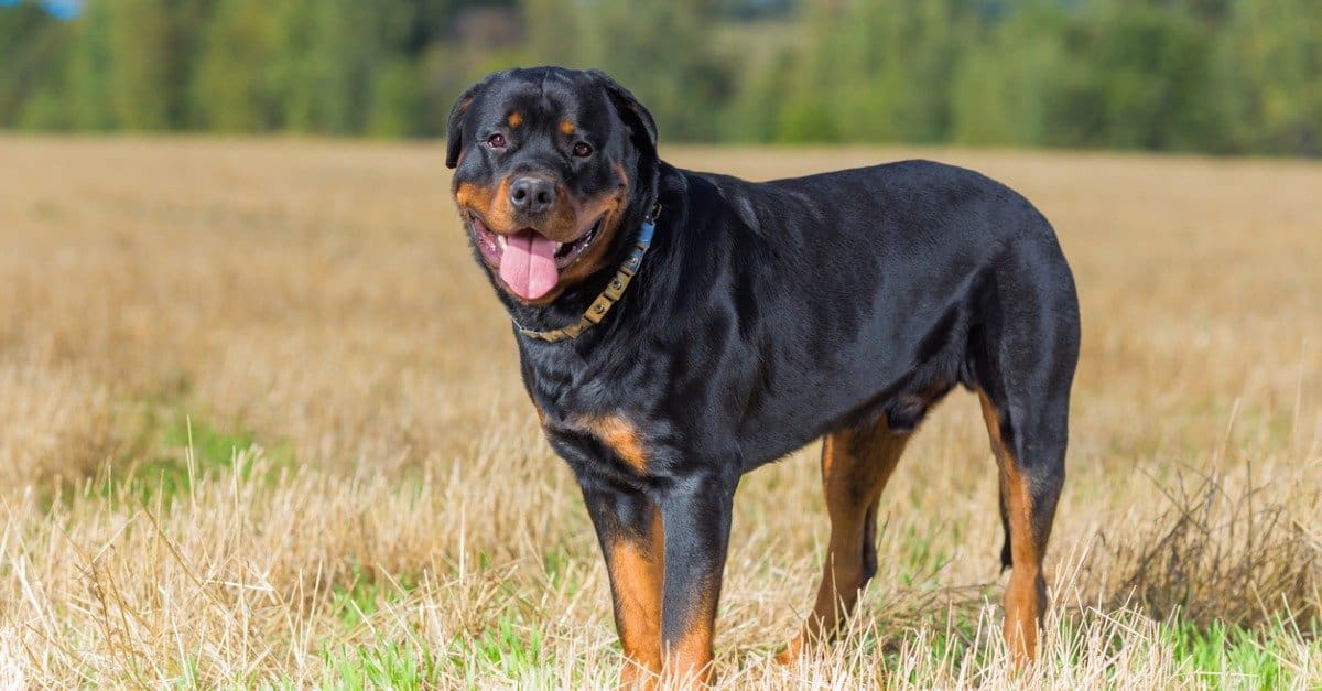 Are Rottweilers Good With Kids? 6 Important Things To Know