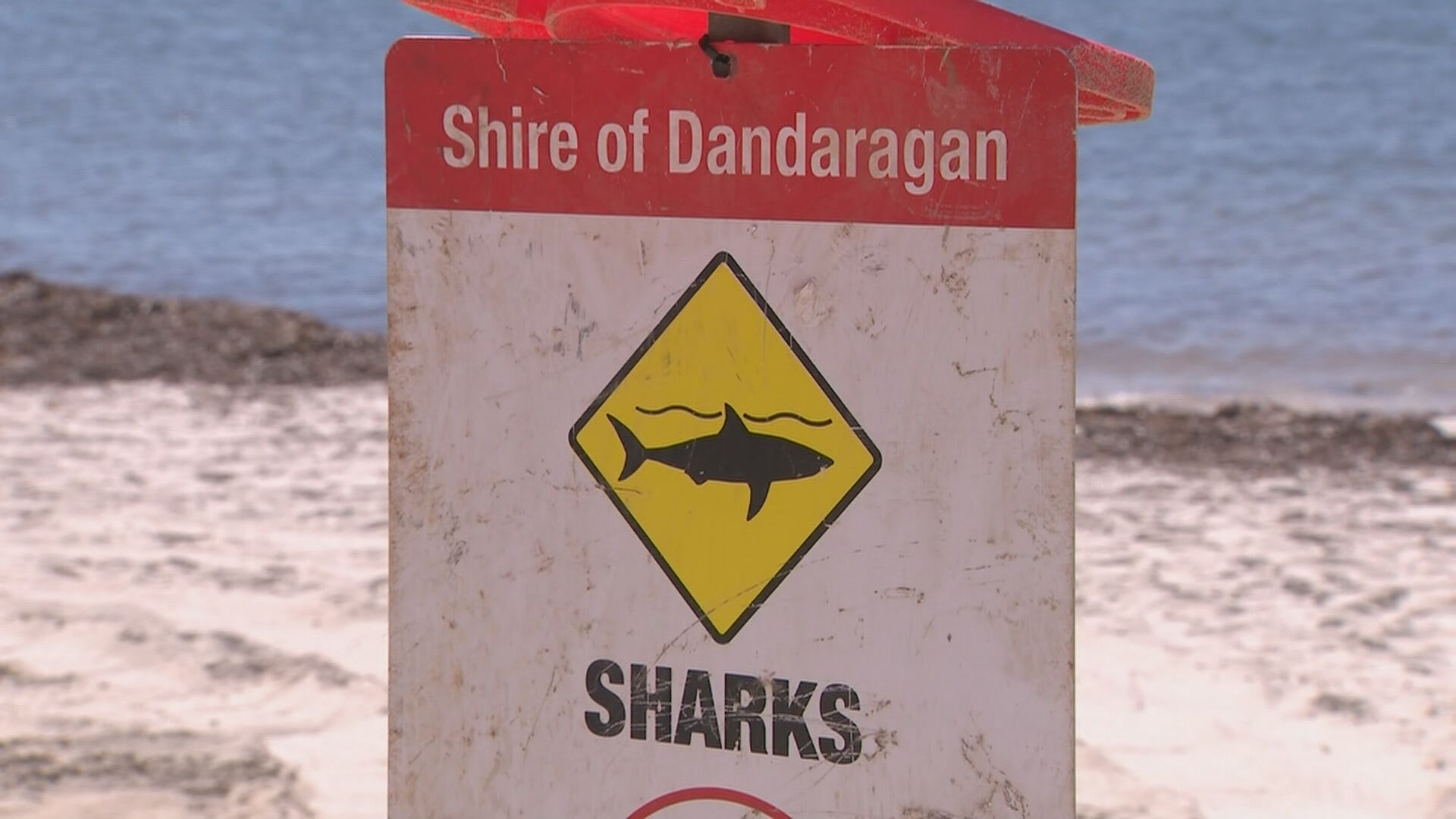 shark sightings rise by 60 per cent in wa
