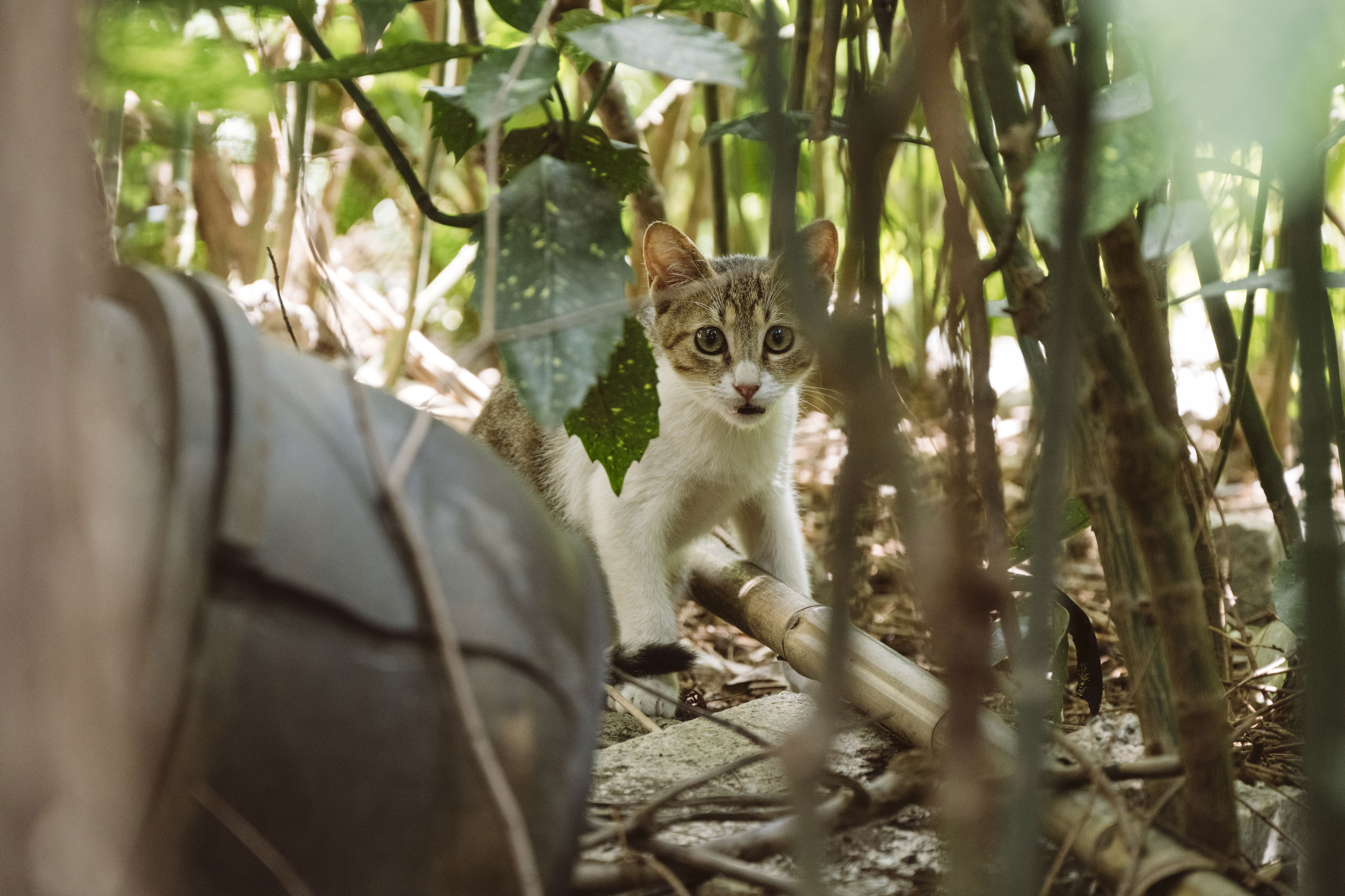 welcome to china’s cat island, where lucky strays wait for a new home