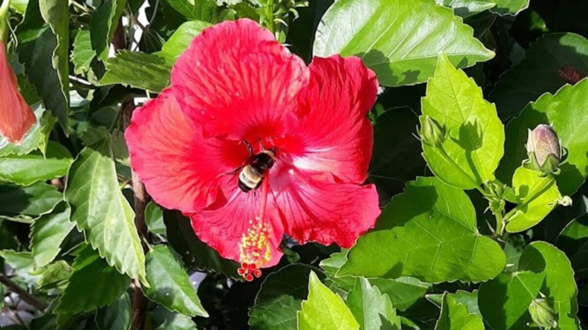 11 Best Companion Plants for Hibiscus