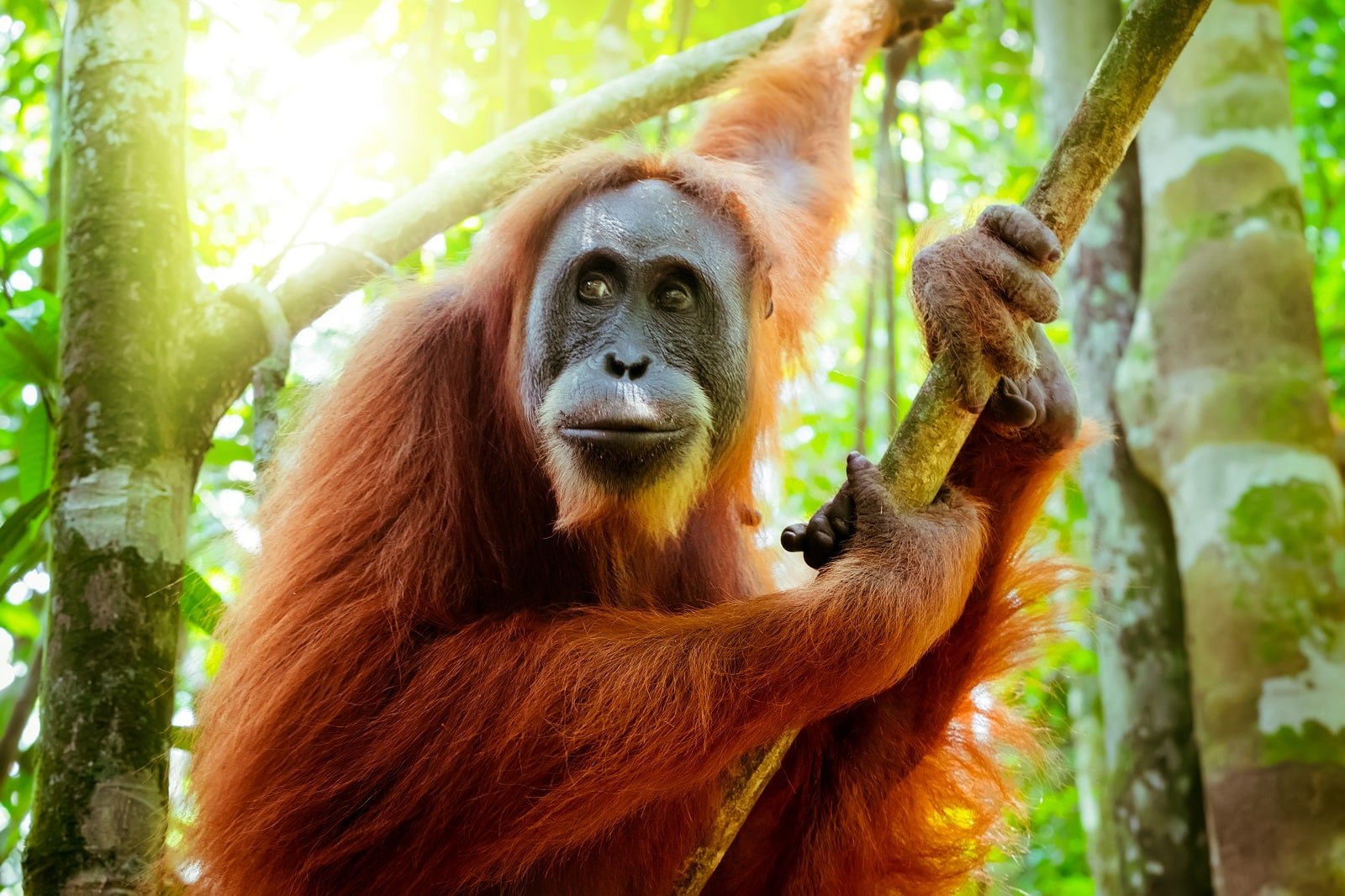 <p><span>Borneo’s dense rainforests are one of the last remaining natural habitats for the endangered orangutans. Observing these fascinating primates in the wild is a unique and moving experience. It’s important to maintain a respectful distance and follow all guidelines provided by sanctuaries or guides. The Sepilok Orangutan Rehabilitation Centre in Sabah is one of the best places to see orangutans in a semi-wild environment while learning about conservation efforts.</span></p> <p><b>Insider’s Tip: </b><span>Visit the Sepilok Orangutan Rehabilitation Centre to see rehabilitated orangutans up close in a responsible setting.</span></p> <p><b>When To Travel: </b><span>March to October for drier weather, making it easier to spot wildlife.</span></p> <p><b>How To Get There: </b><span>Fly into Kota Kinabalu or Sandakan and travel to orangutan-watching areas.</span></p>