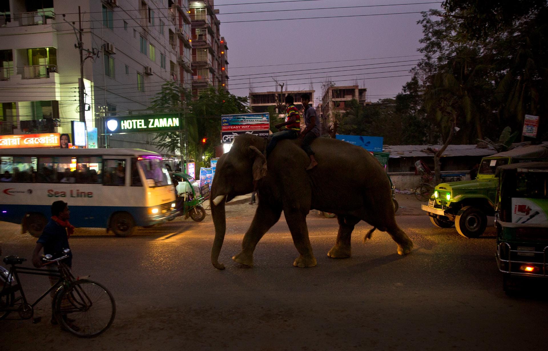 bangladesh proíbe a domesticação de elefantes selvagens e maus-tratos