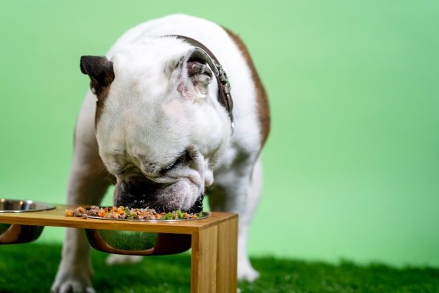 five human foods that dogs can safely enjoy