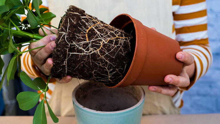 Houseplant root rot – the causes and symptoms, plus how to try and save ...