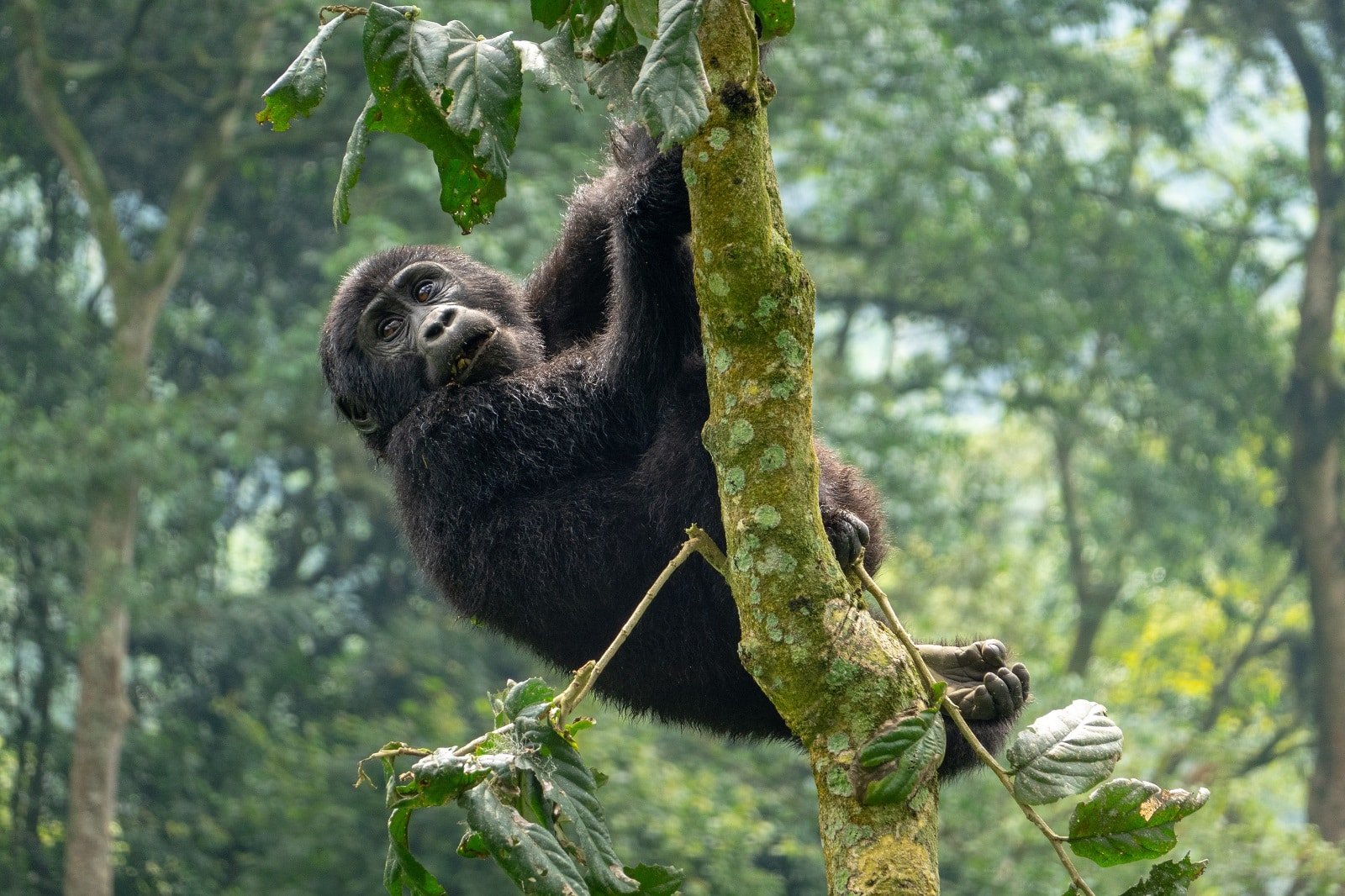 <p><span>Gorilla trekking in Rwanda’s Volcanoes National Park is an intimate and profound wildlife experience. Observing these magnificent creatures in their natural habitat, often just a few meters away, is an encounter that stays with you for a lifetime. Maintaining a safe distance, following the park’s guidelines, and avoiding direct eye contact is essential to ensure the gorillas feel safe and unthreatened.</span></p> <p><span>The trek through the dense forest can be challenging, but the reward of spending time with these gentle giants is unparalleled. This experience offers a unique opportunity to observe gorillas and contributes to their conservation and the well-being of the local communities.</span></p> <p><b>Insider’s Tip: </b><span>Wear non-bright clothing to avoid attracting or alarming the gorillas.</span></p> <p><b>When To Travel: </b><span>June to September for drier conditions.</span></p> <p><b>How To Get There: </b><span>Fly into Kigali International Airport and drive to Volcanoes National Park.</span></p>