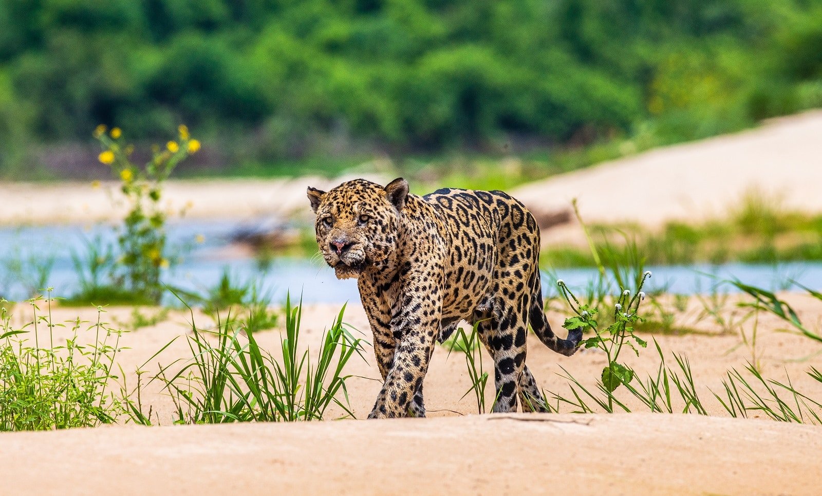 <p><span>The Pantanal, the world’s largest tropical wetland, offers one of the best opportunities to spot jaguars in the wild. This vast Brazilian ecosystem is home to a wide variety of wildlife, but the elusive jaguar is undoubtedly the star attraction.</span></p> <p><span>Spotting these magnificent cats requires patience and respect for their natural habitat. Boat tours along the rivers of the Pantanal provide the best chances for jaguar sightings, allowing you to observe these animals without intruding into their territory.</span></p> <p><b>Insider’s Tip: </b><span>Opt for boat-based tours for a less intrusive way to observe jaguars.</span></p> <p><b>When To Travel: </b><span>The dry season from July to October is the best time for jaguar spotting.</span></p> <p><b>How To Get There: </b><span>Fly into Cuiabá or Campo Grande and join a guided tour to the Pantanal.</span></p>