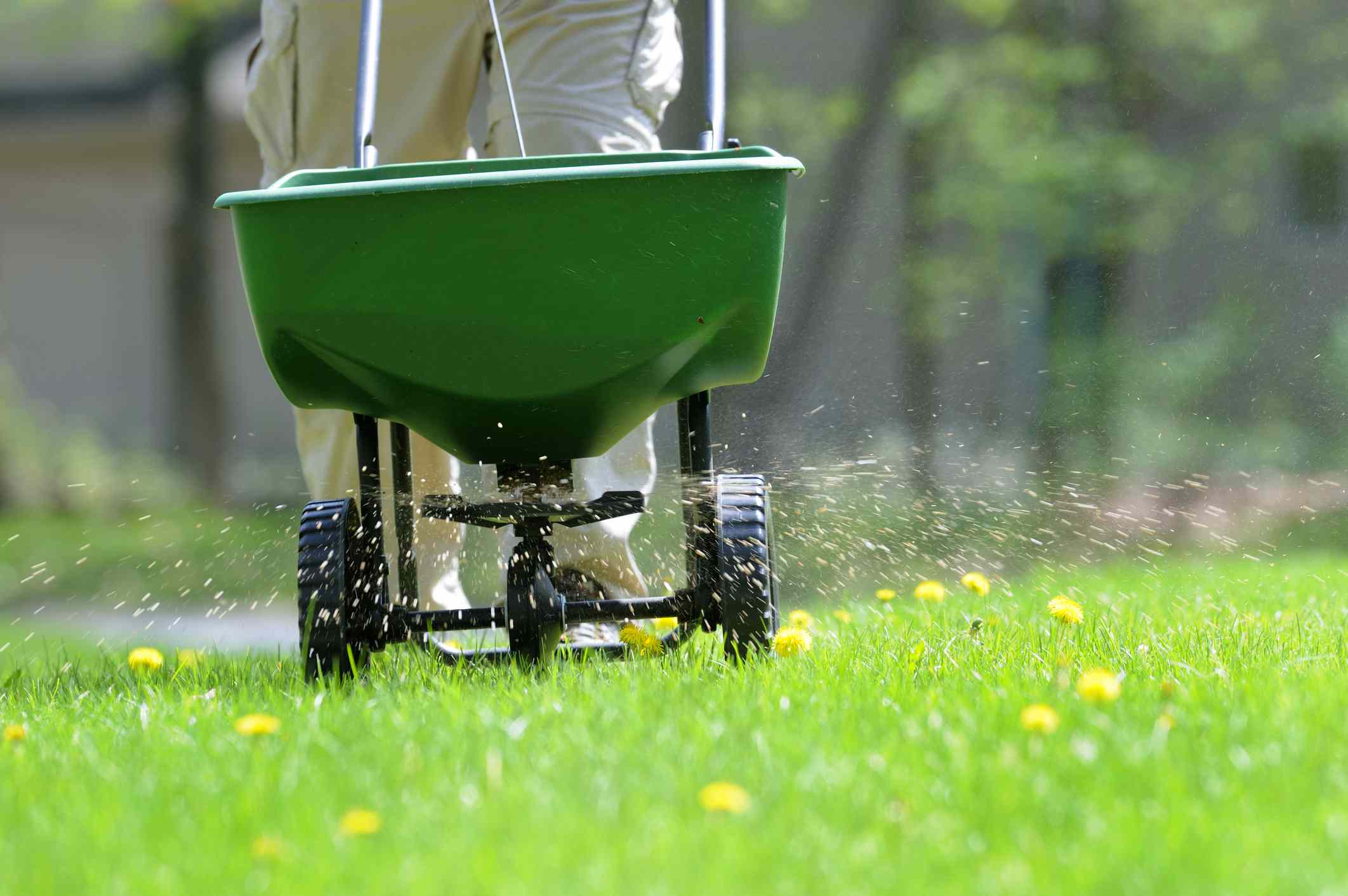 When Should You Apply Weed and Feed to Your Lawn? Check Out Our Guide