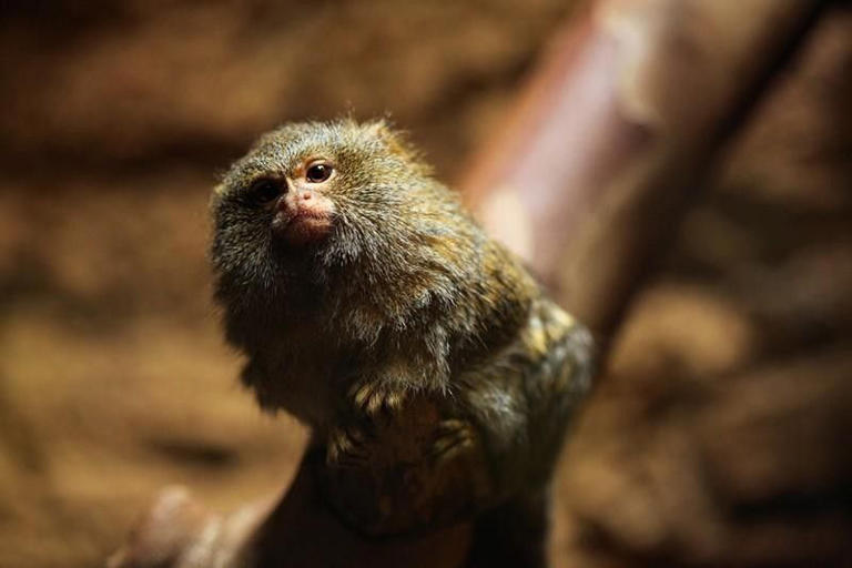 Pygmy Marmoset