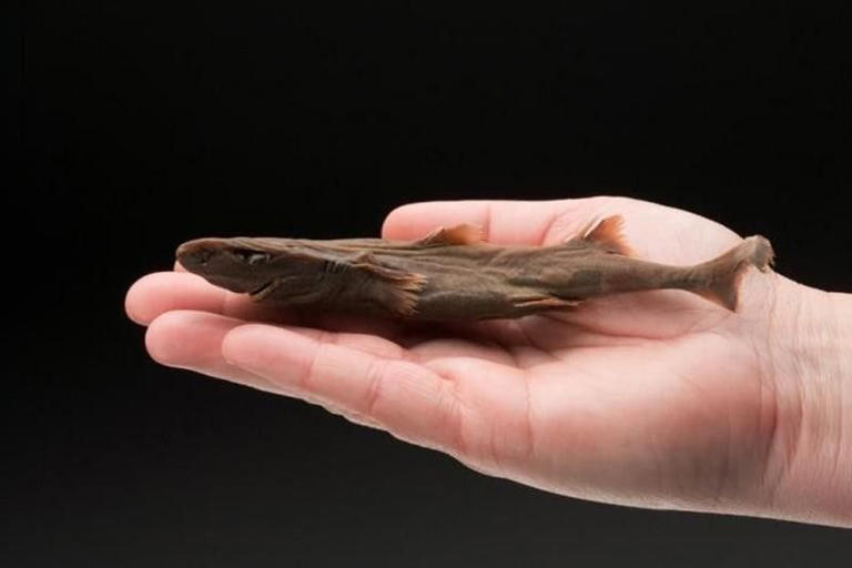 Dwarf Lantern Shark