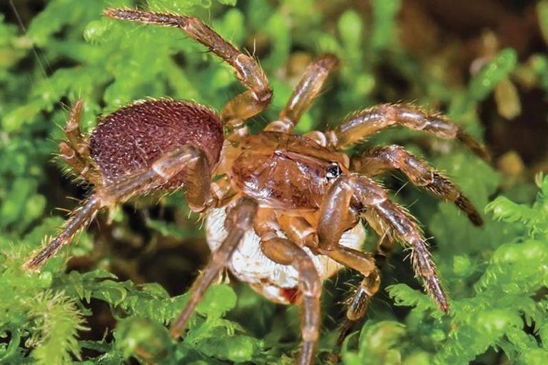 Spruce-Fir Moss Spider