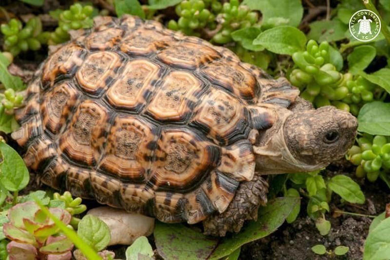 Speckled Padloper Tortoise