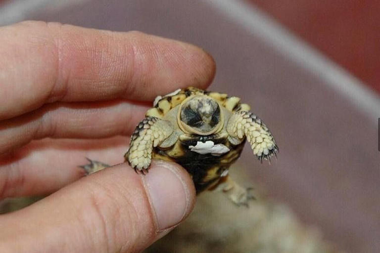 Speckled Padloper Tortoise