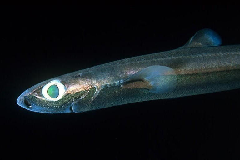 Dwarf Lantern Shark