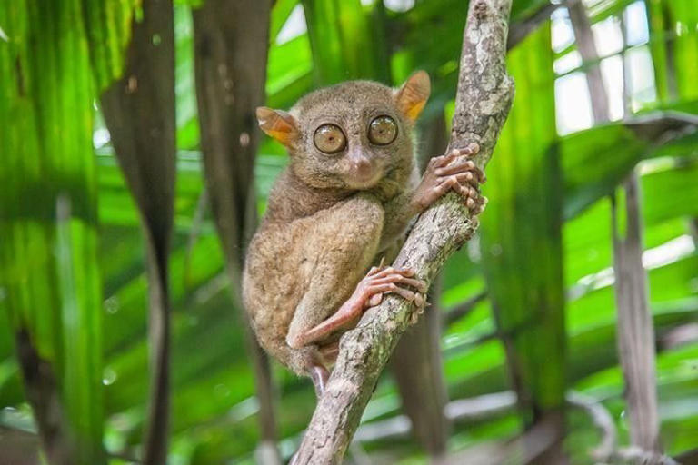 Philippine Tarsier