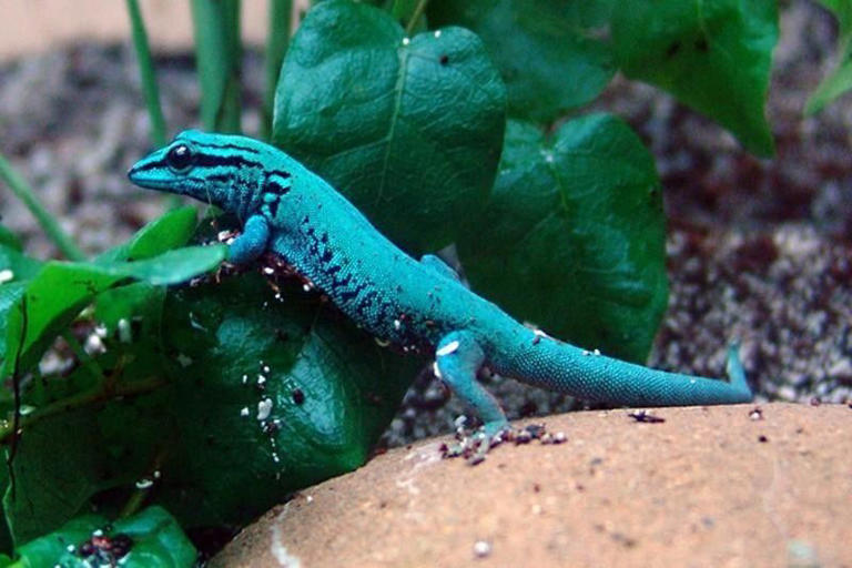 Williams’ Dwarf Gecko