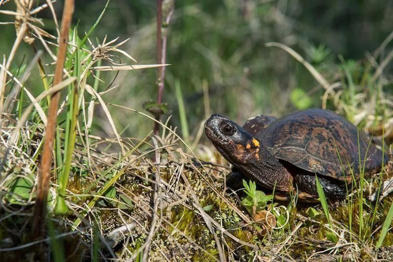 North American Bog Turtle