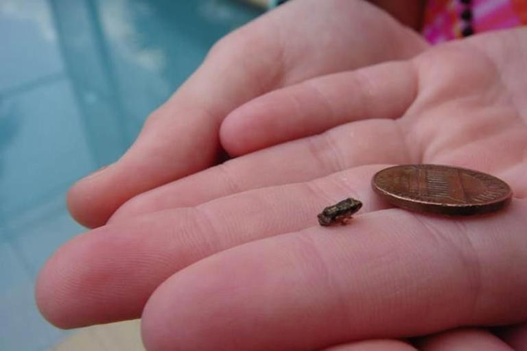 Paedophryne Amauensis Frog