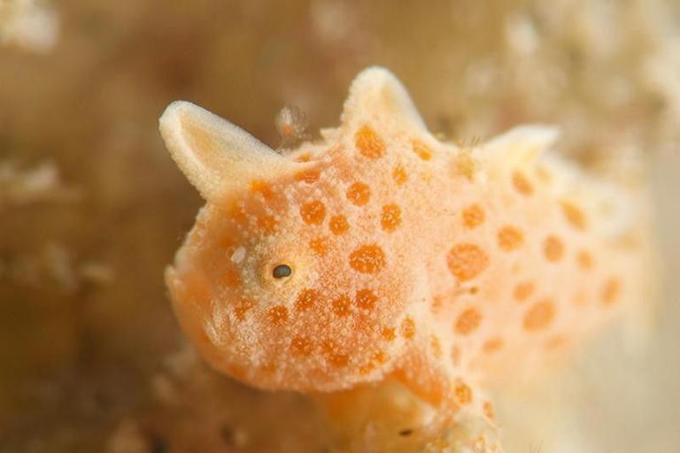 Juvenile Frogfish