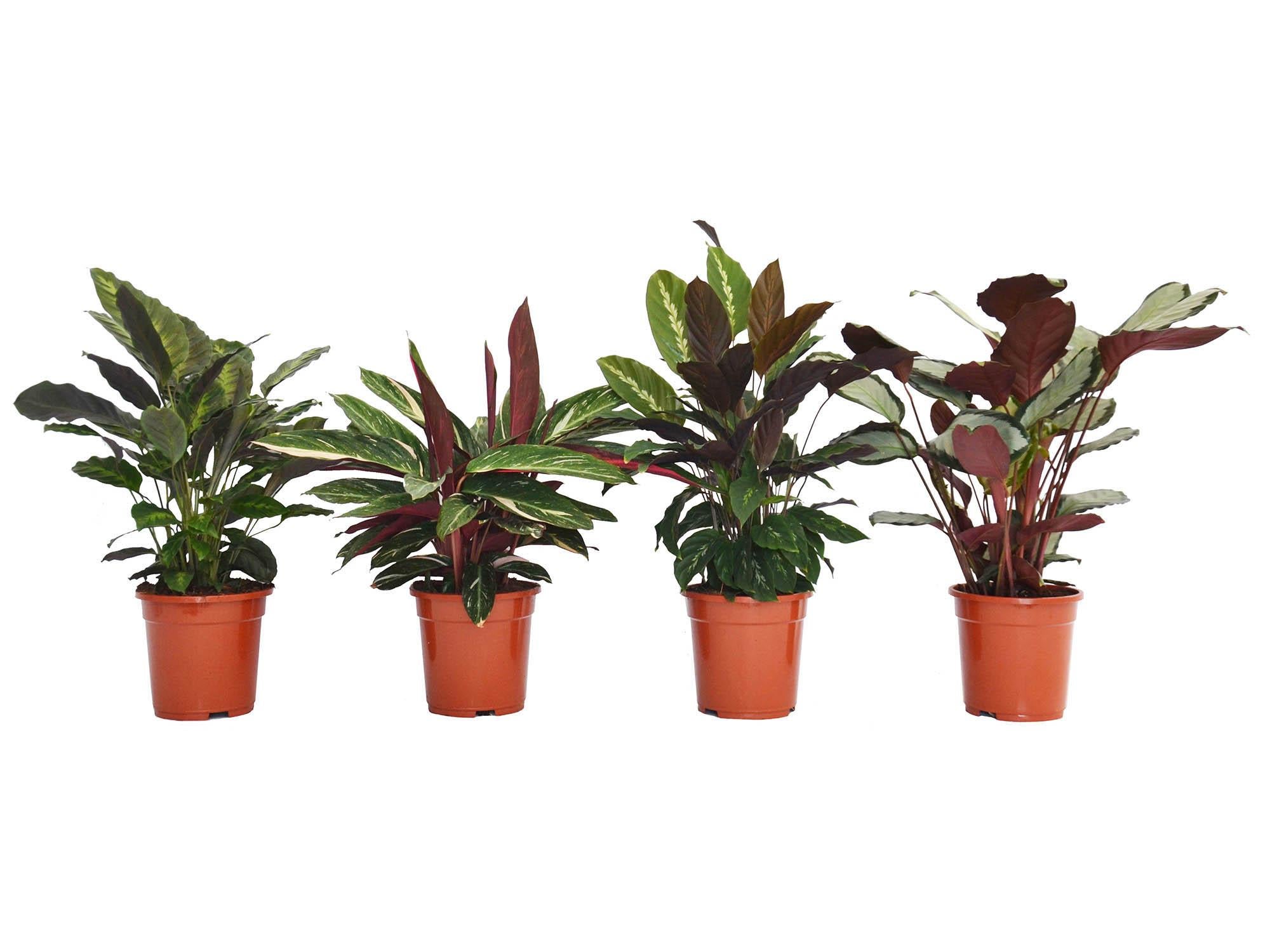 five of the hardiest houseplants that even you will find difficult to kill