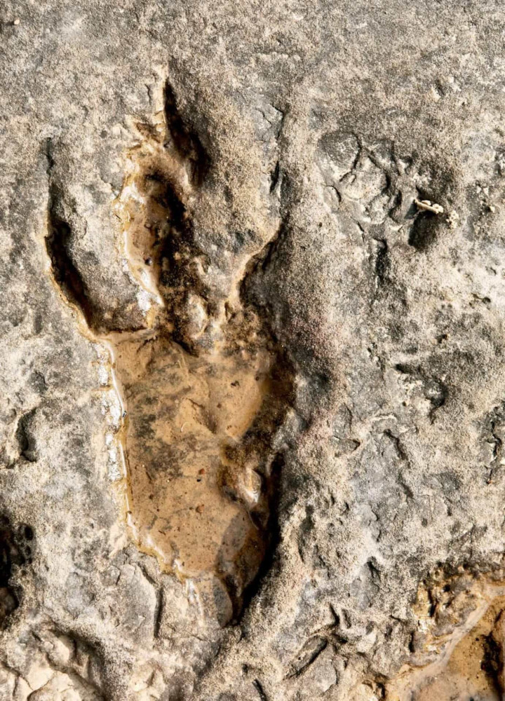 Where in the world to see dinosaur tracks