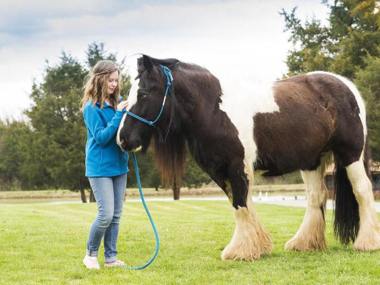 These 25 Horse Breeds Make A Great First Horse For Kids