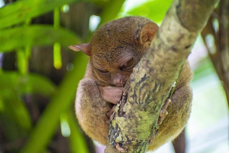 Philippine Tarsier