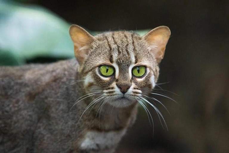 Rusty-Spotted Cat