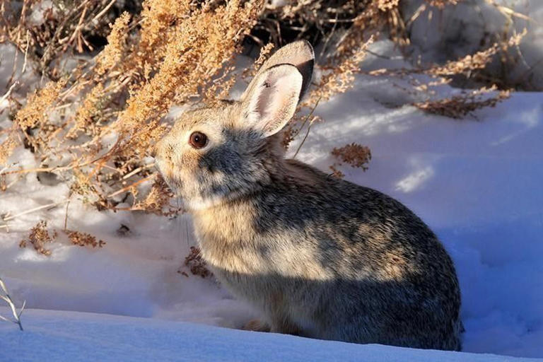 Pygmy Rabbit