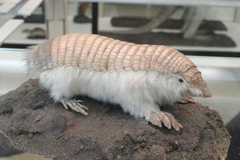 Pink Fairy Armadillo