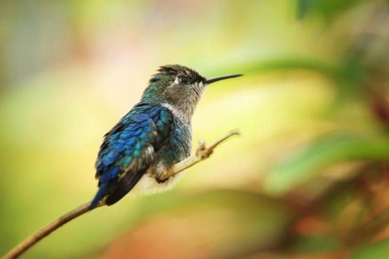 Bee Hummingbird