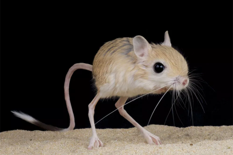 Baluchistan Pygmy Jerboa