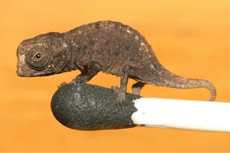 Brookesia Micra Chameleon