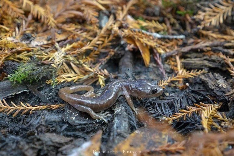 Arboreal Salamander