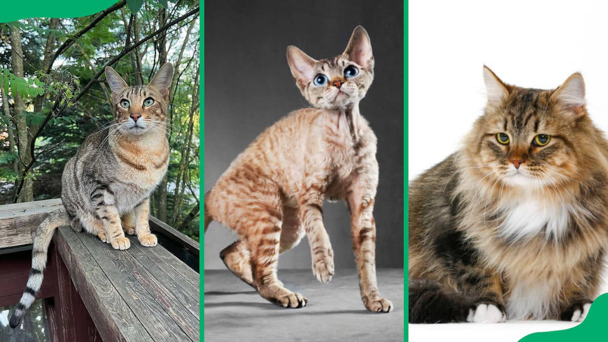 Top 25 most beautiful exotic cat breeds, and why they are so special