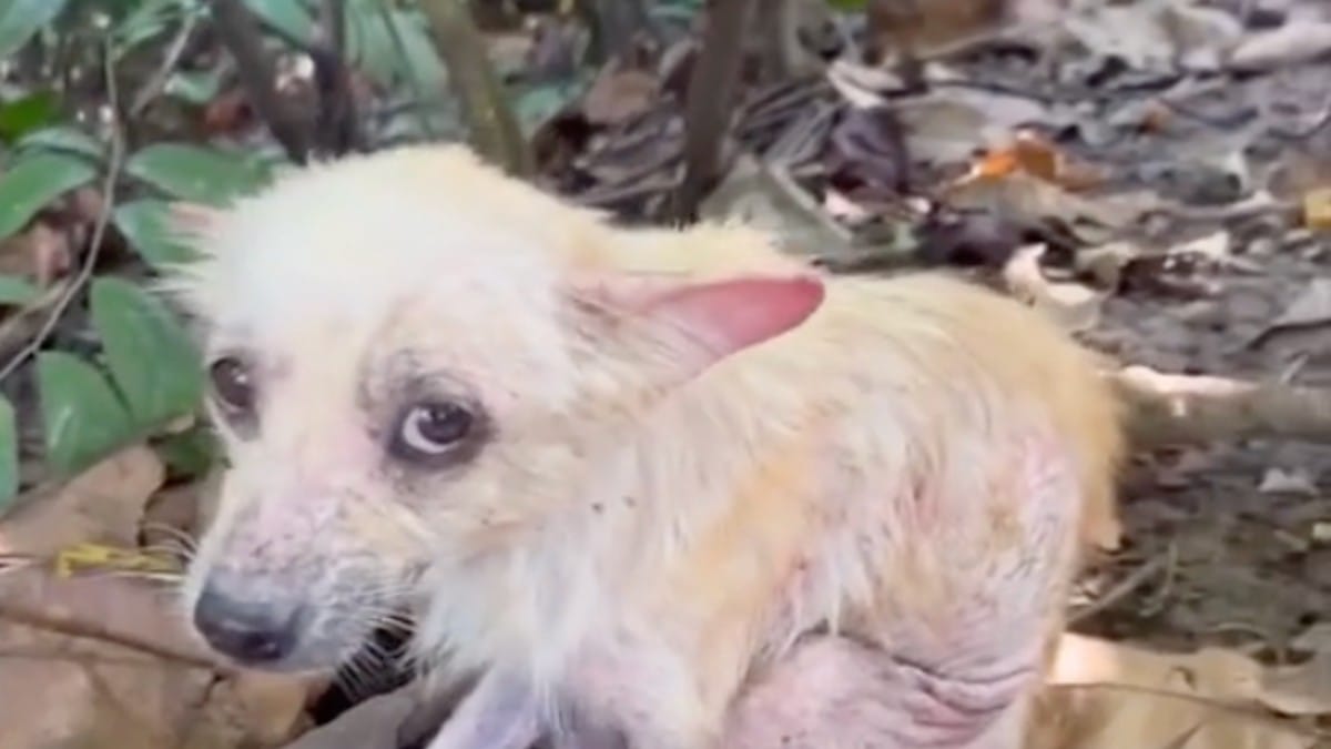 hond in kritieke toestand gevonden in het bos: haar transformatie is indrukwekkend dankzij liefde (video)