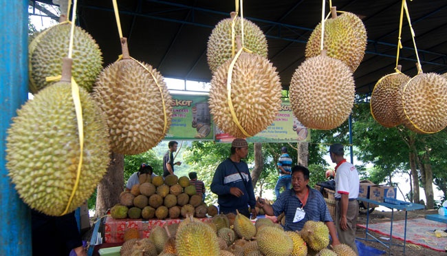 ahli gizi sebut durian bebas kolesterol tapi perhatikan ini saat memakannya