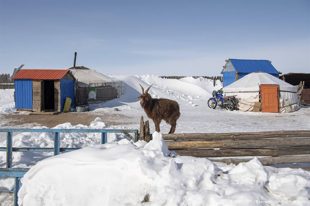 ruim 2 miljoen dieren dood door extreem winterweer in mongolië