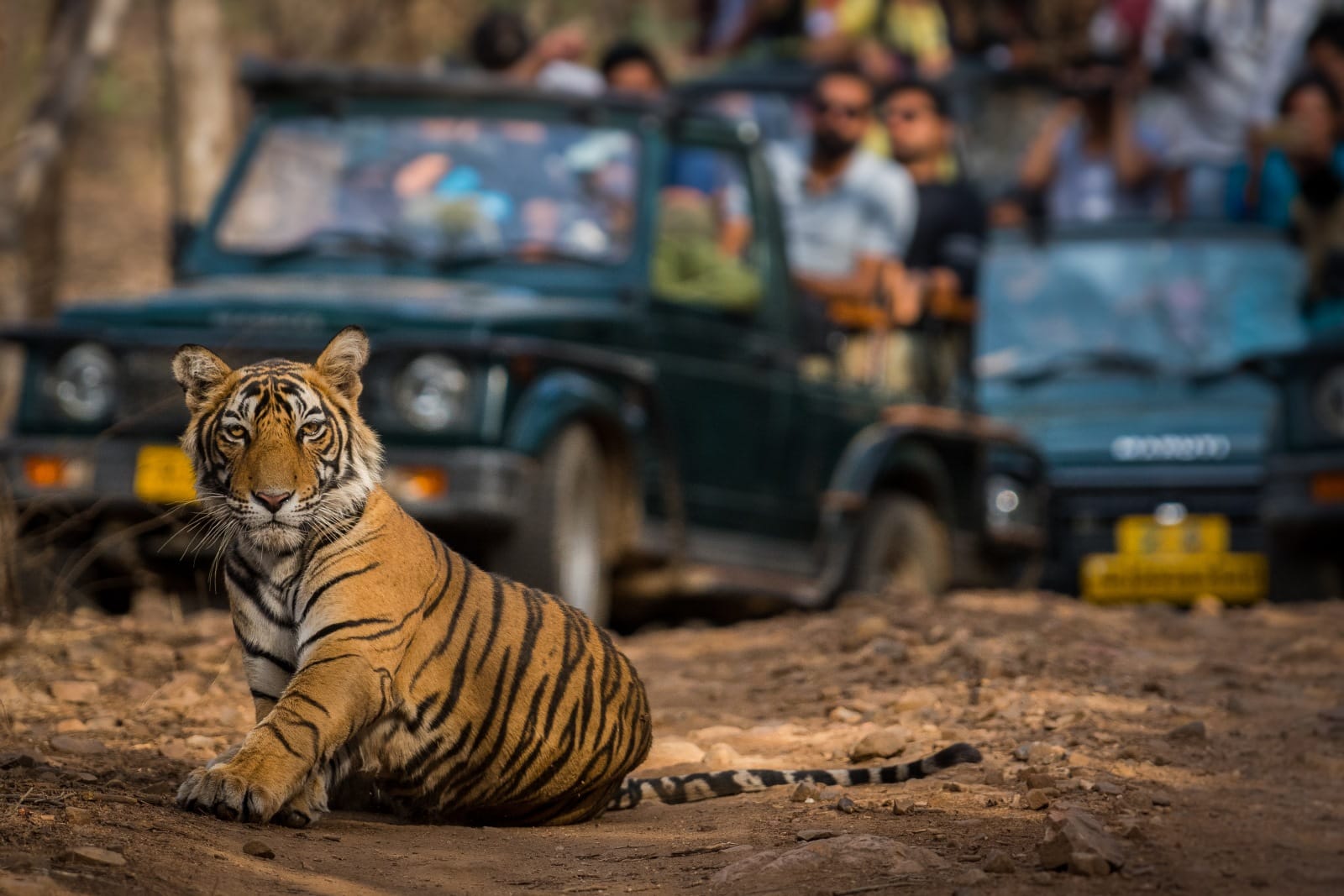 <p><span>Ranthambore National Park in India offers some of the best opportunities to photograph tigers in their natural habitat. The park’s landscape, dotted with ancient ruins, provides a unique backdrop for wildlife photography. Apart from tigers, you can capture images of leopards, sloth bears, and a variety of deer and bird species. Patience is key, as sightings can never be guaranteed, but the thrill of capturing a tiger in the wild is unmatched.</span></p> <p><b>Insider’s Tip: </b><span>Book early morning safari drives for the best light and active wildlife.</span></p> <p><b>When To Travel: </b><span>October to April is the best time for tiger sightings.</span></p> <p><b>How To Get There: </b><span>Fly to Jaipur, then drive to Ranthambore, or take a train to Sawai Madhopur station.</span></p>