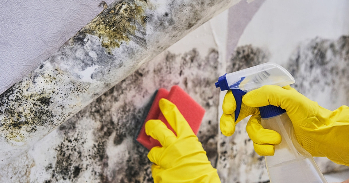 Tips For Instantly And Safely Removing Mold From Walls   BB1iUx7S.img