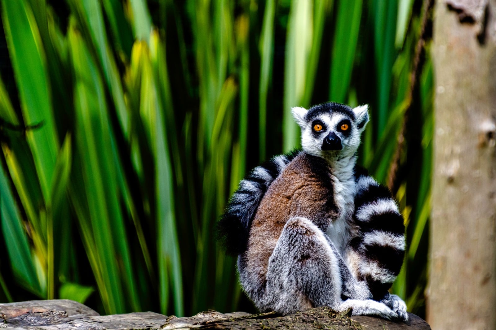 <p><span>Madagascar’s unique wildlife, including various species of lemurs, chameleons, and endemic birds, makes it a fascinating destination for photographers. The island’s diverse landscapes, from rainforests to deserts, add to the photographic appeal. When photographing in Madagascar, it’s important to be mindful of the delicate ecosystems and the conservation challenges.</span></p> <p><b>Insider’s Tip: </b><span>Be patient and quiet to increase your chances of spotting elusive wildlife.</span></p> <p><b>When To Travel: </b><span>April to December is the best time for wildlife viewing.</span></p> <p><b>How To Get There: </b><span>Fly into Antananarivo, Madagascar’s capital, and travel to wildlife reserves by car or domestic flights.</span></p>