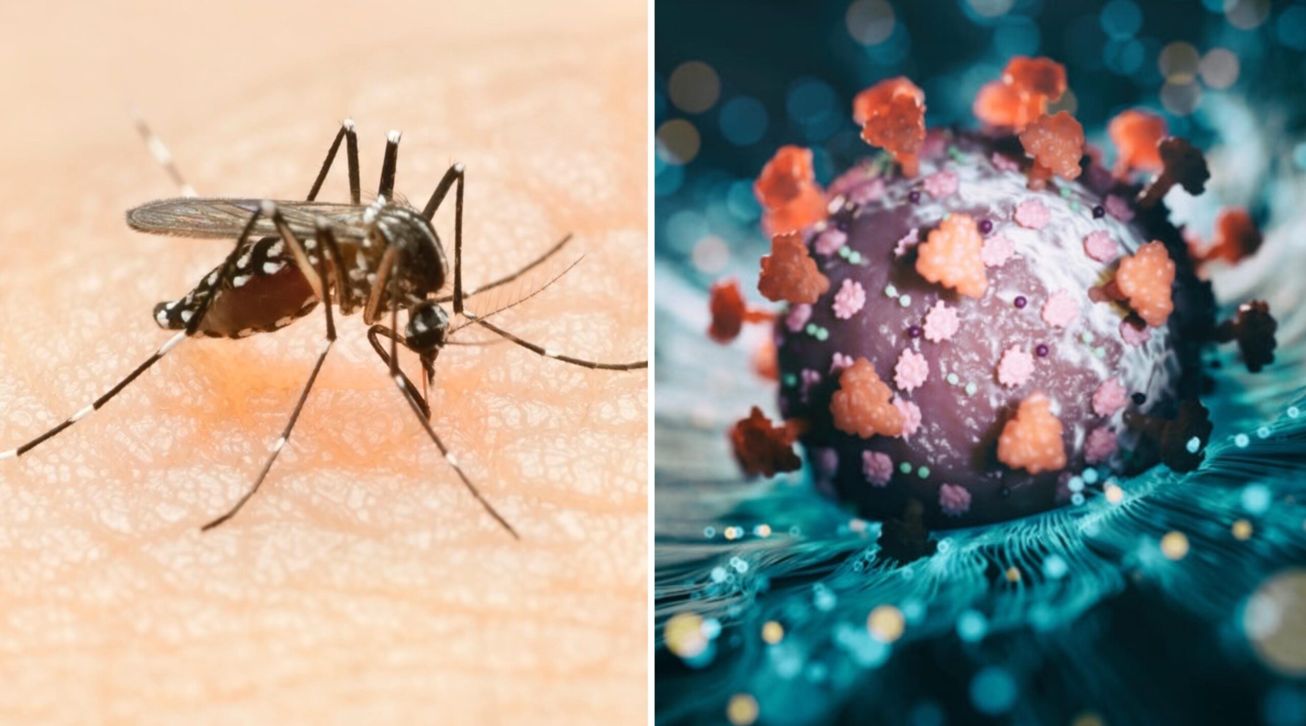 é dengue ou covid-19? veja como diferenciar os sintomas das infecções