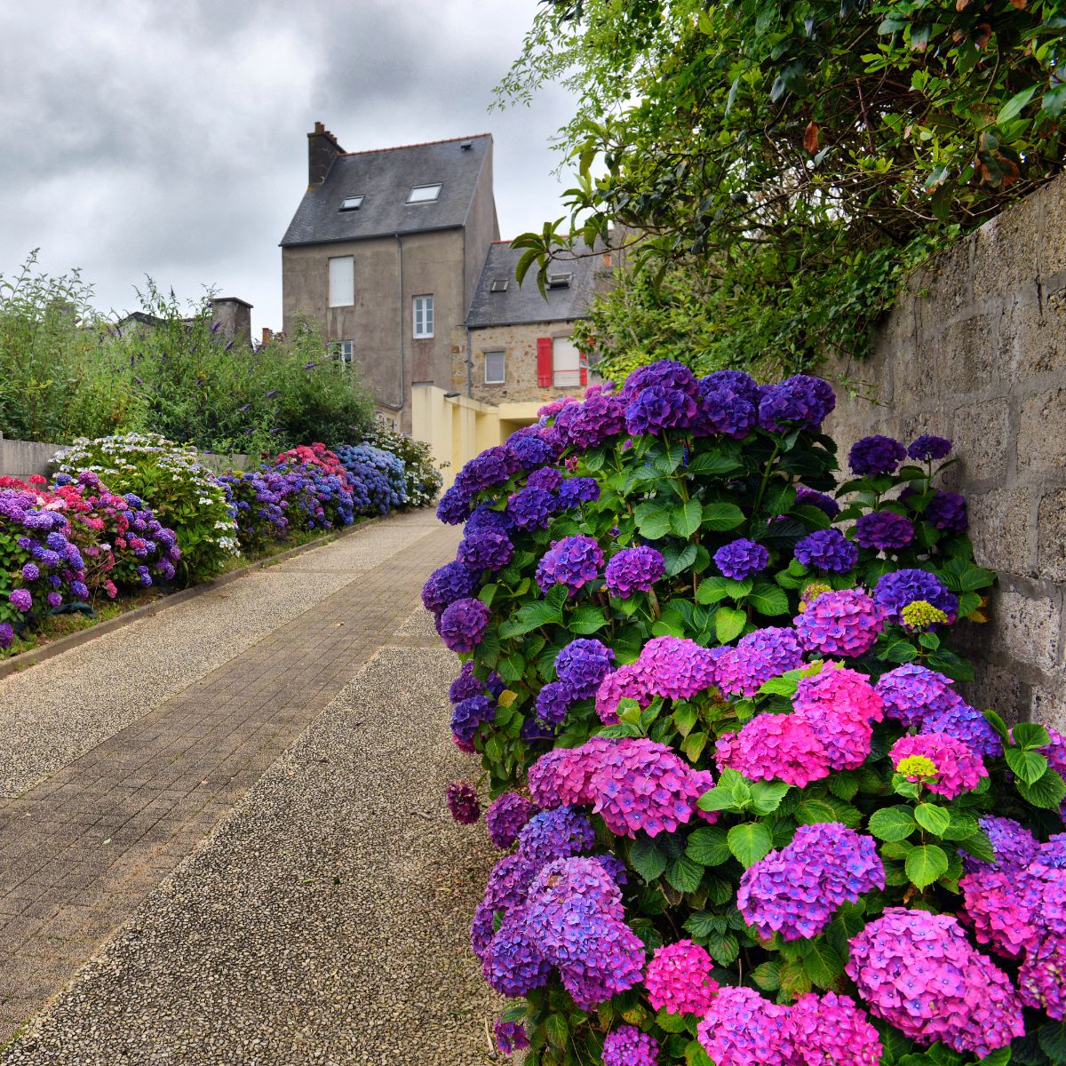 17 Incredible Ideas For Landscaping with Hydrangeas in Front of the House