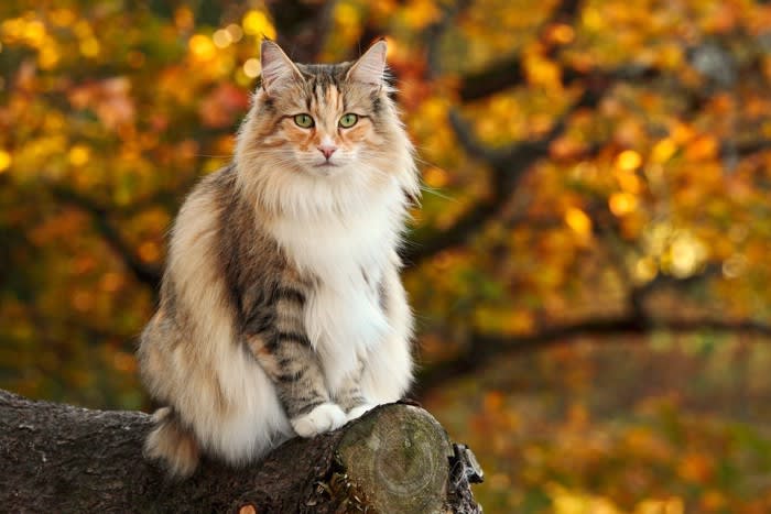 猫の『ボディタイプ』って知ってますか？6つの代表的な種類、それぞれの特徴や猫種など