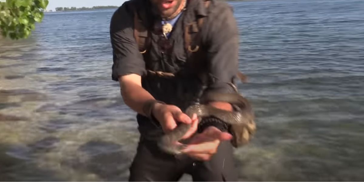 especialista em vida selvagem é mordido na ilha das cobras de ohio