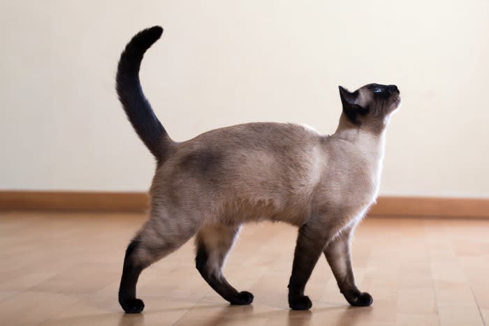 猫の『ボディタイプ』って知ってますか？6つの代表的な種類、それぞれの特徴や猫種など