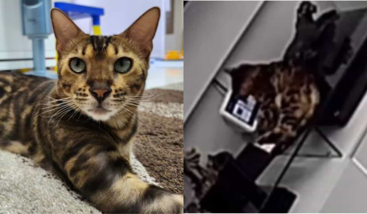 amazon, diventato virale! gatta fa un acquisto di 60 dollari su amazon e lascia il proprietario sorpreso