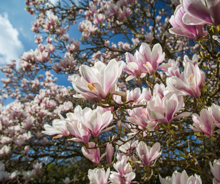 When to prune a magnolia tree – for abundant blooms