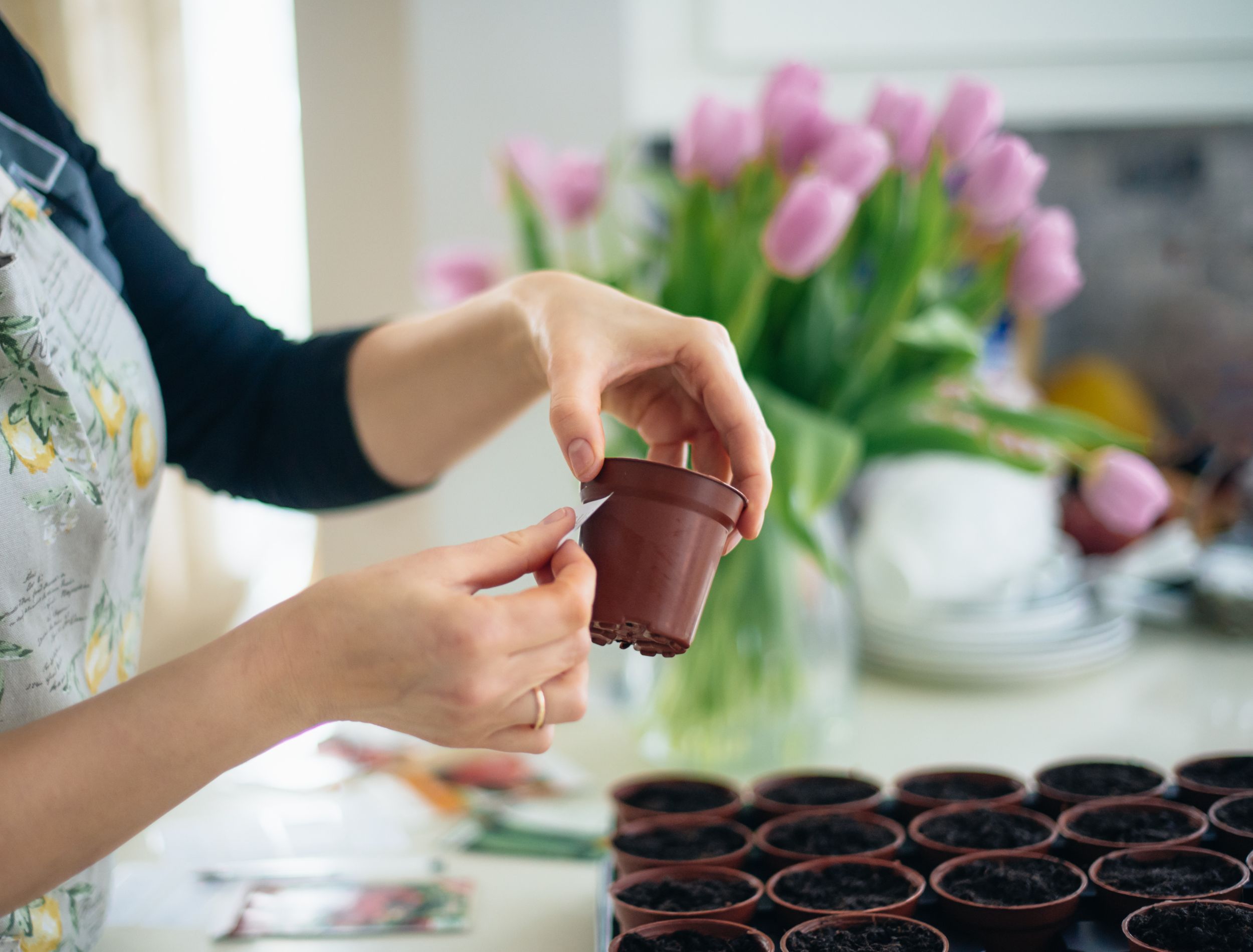 4 Flower Seeds to Sow in February