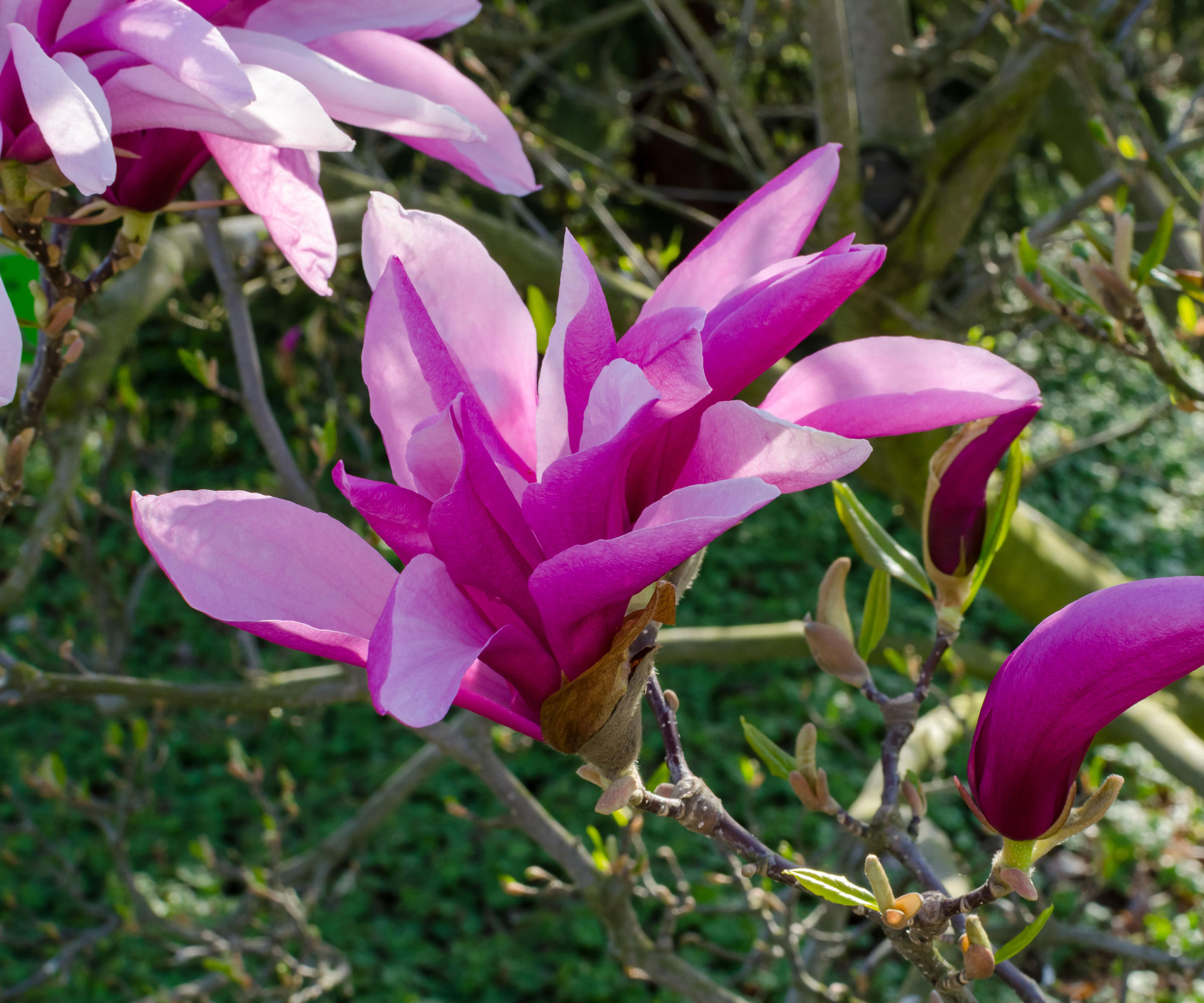 When To Prune A Magnolia Tree For Abundant Blooms   BB1iWLXW.img