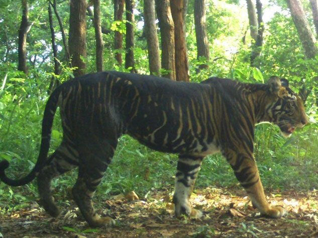 Odisha Has 30 Tigers 27 In Similipal Says State Count